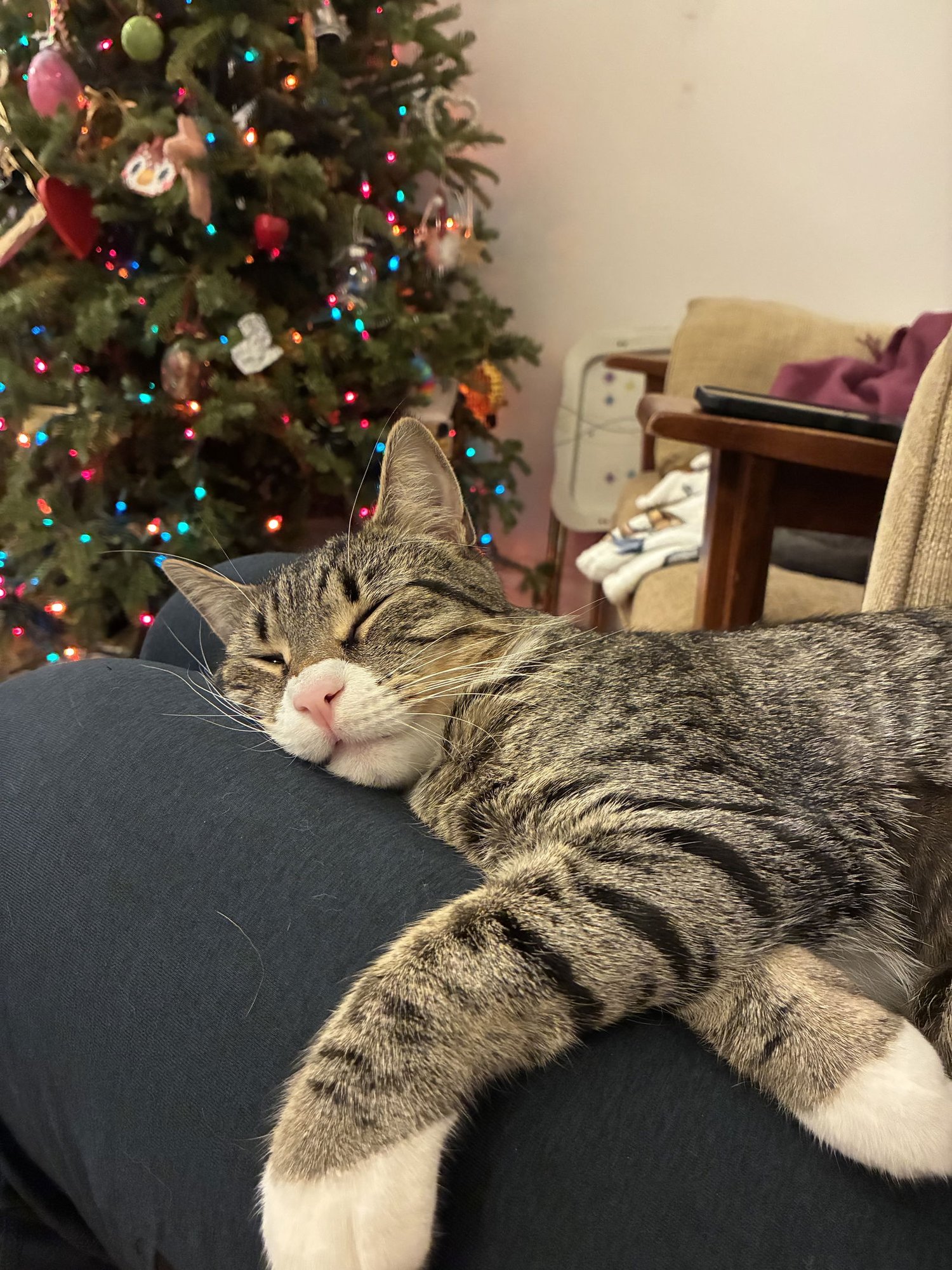 SAMMY - Domestic Short Hair available for adoption