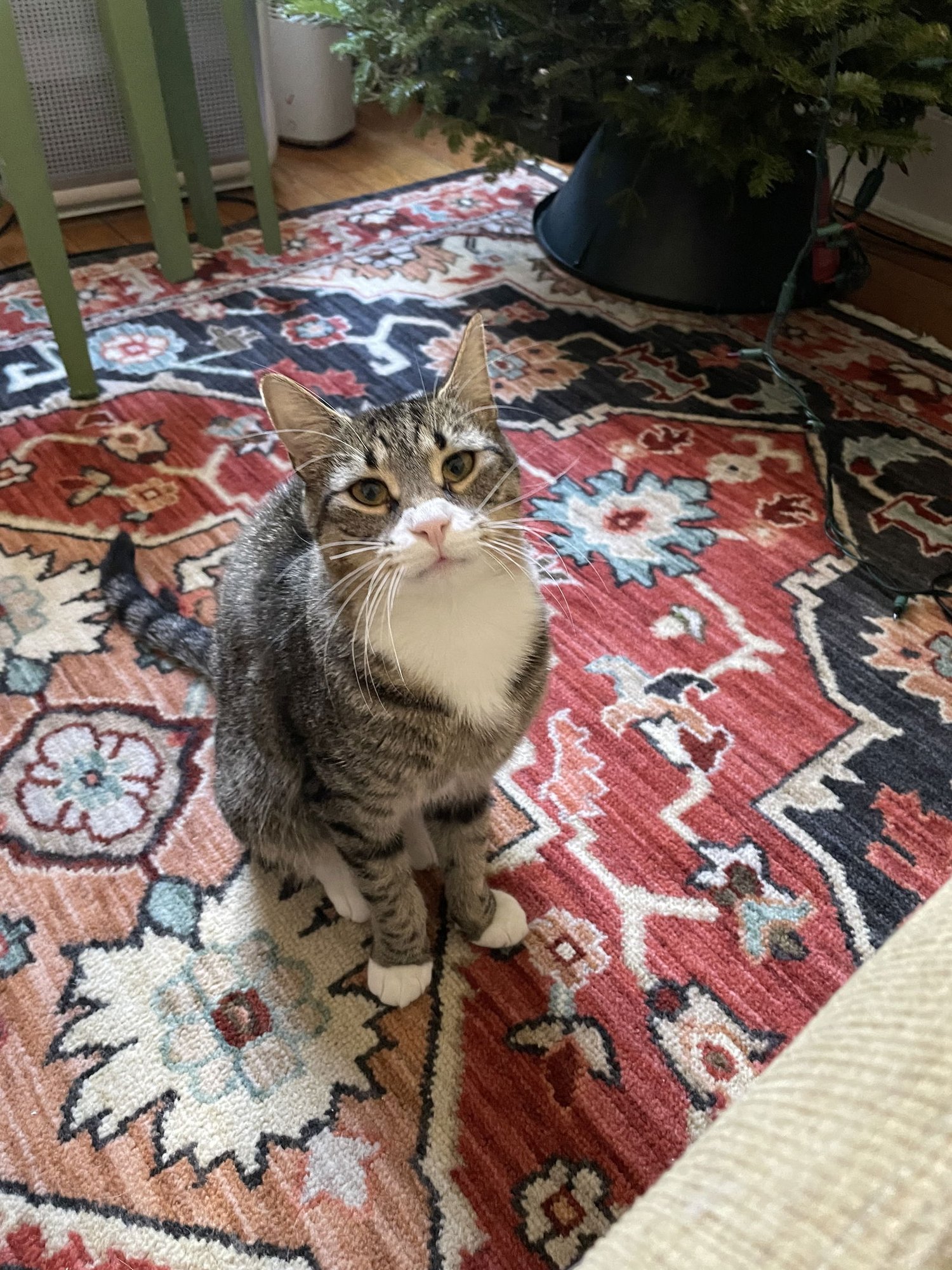 SAMMY - Domestic Short Hair available for adoption