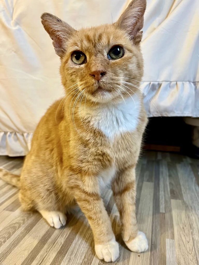 ASHFORD - Domestic Short Hair available for adoption