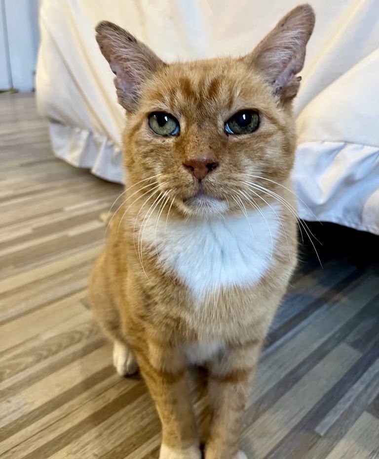 ASHFORD - Domestic Short Hair available for adoption