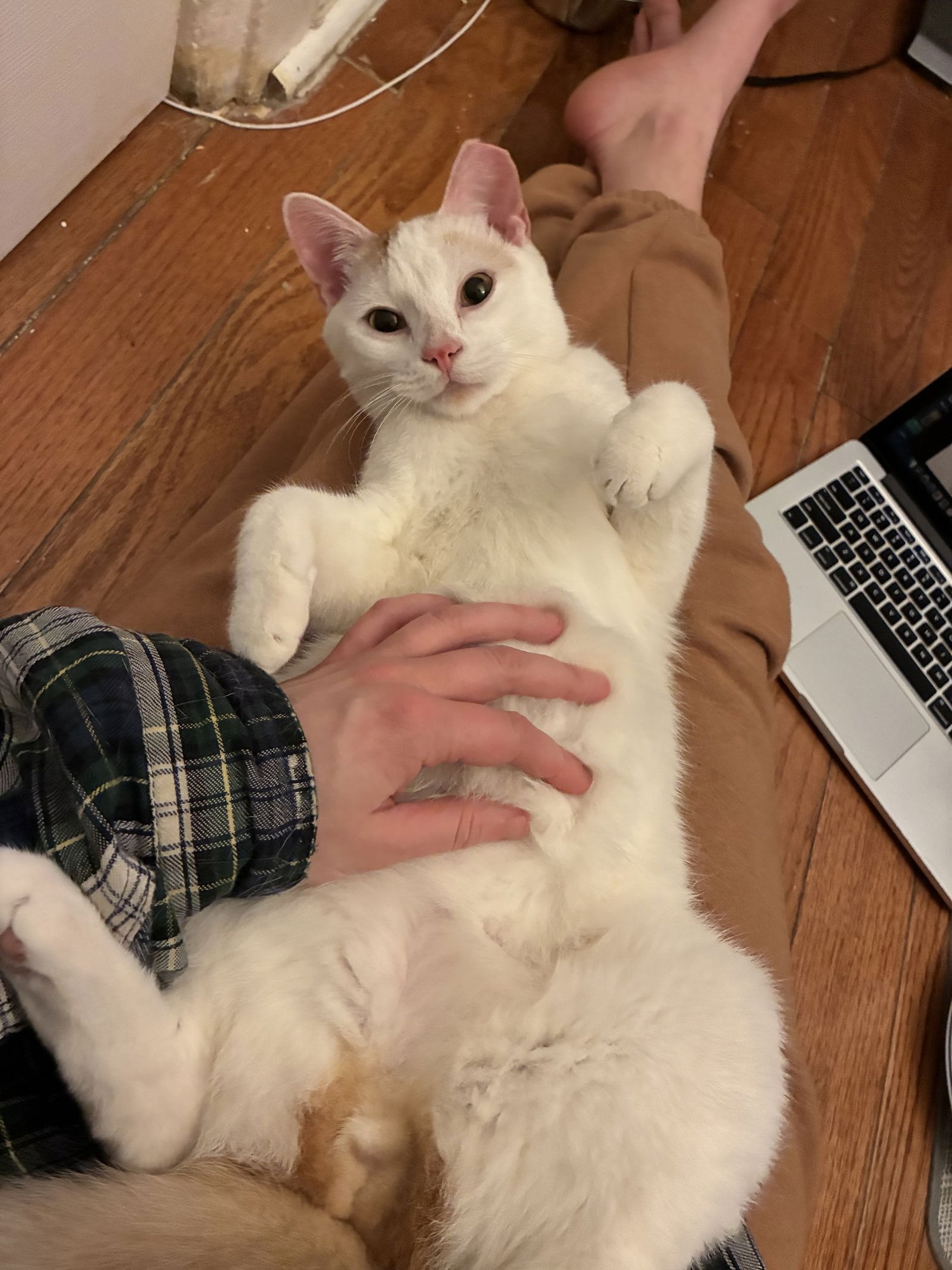 BENOIT BLANC - Domestic Short Hair available for adoption