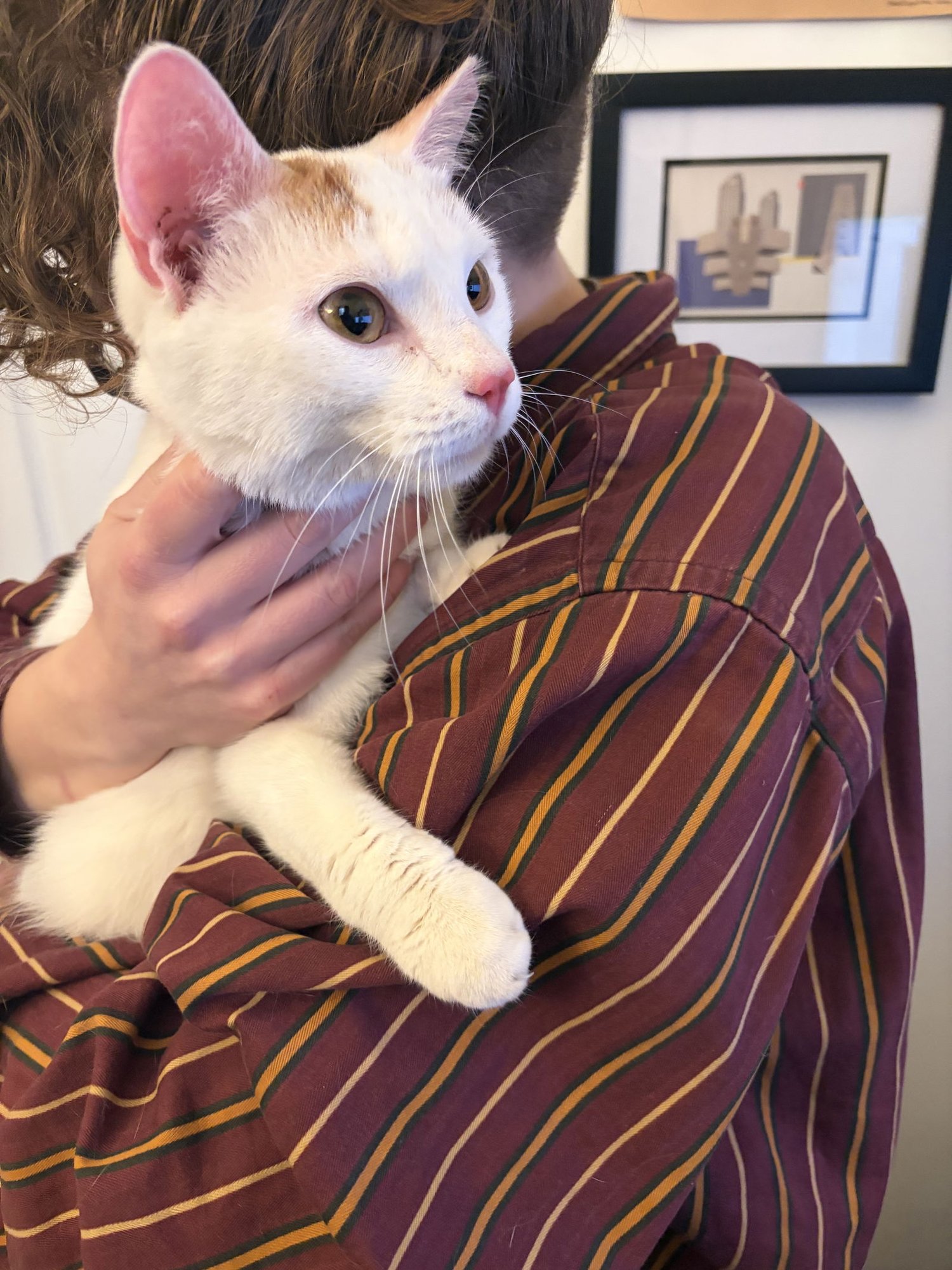 BENOIT BLANC - Domestic Short Hair available for adoption