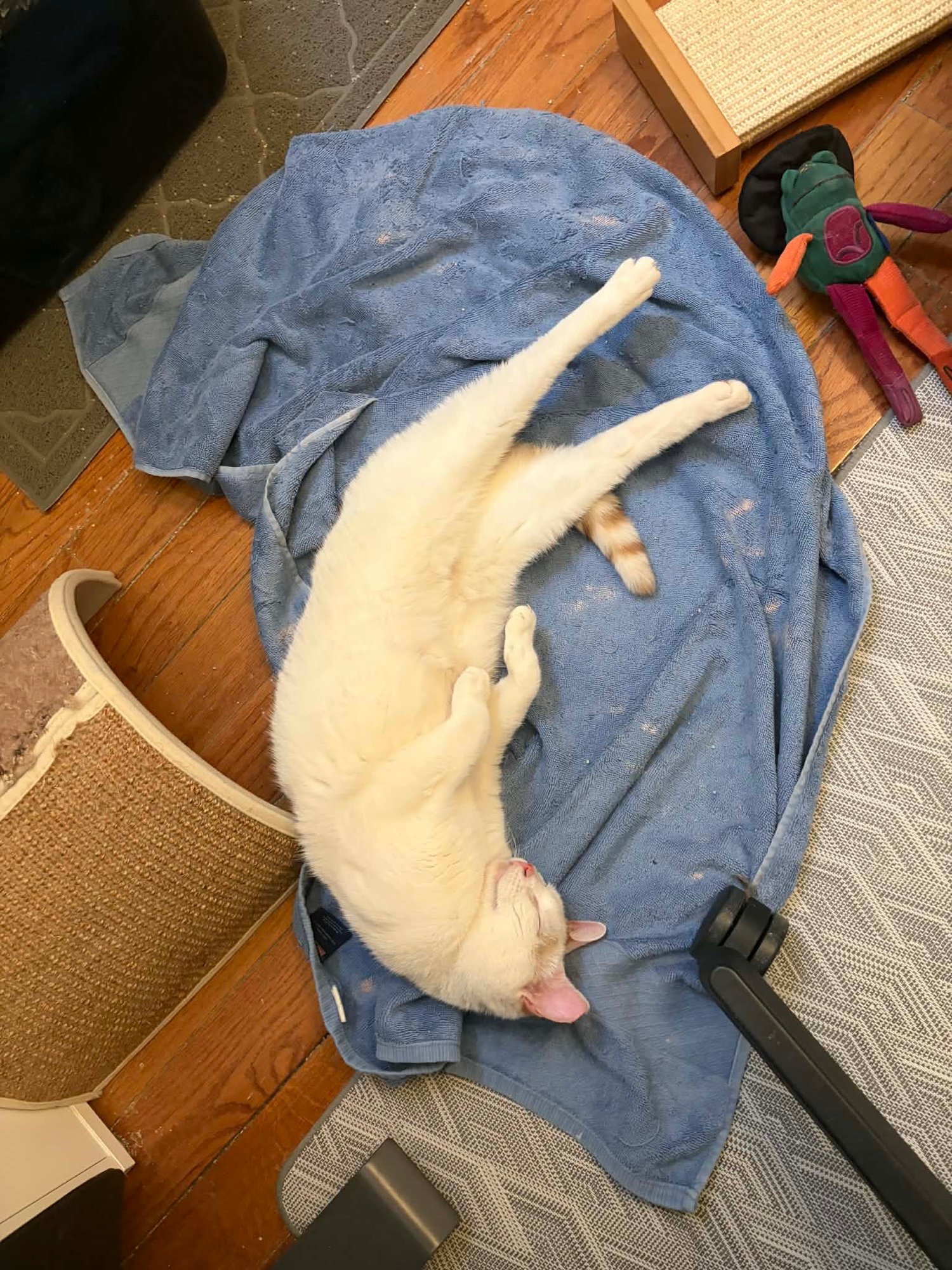 Benoit Blanc - Photo 3