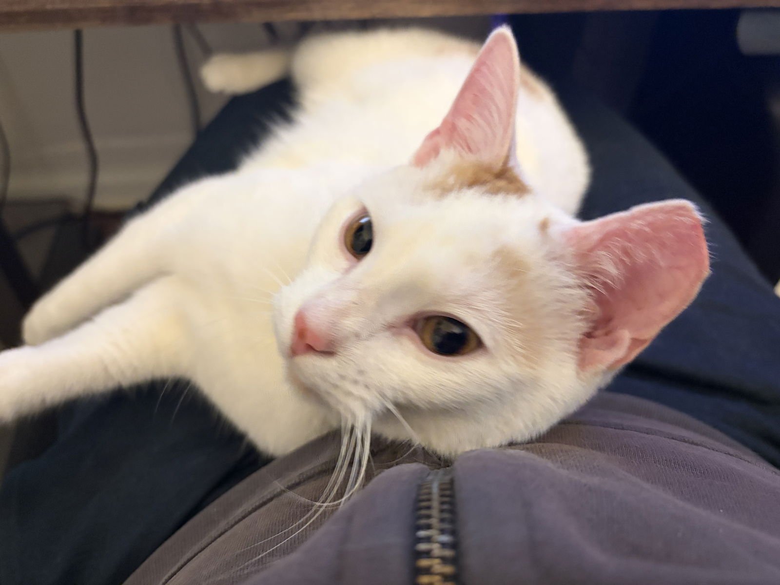 Benoit Blanc - Photo 4