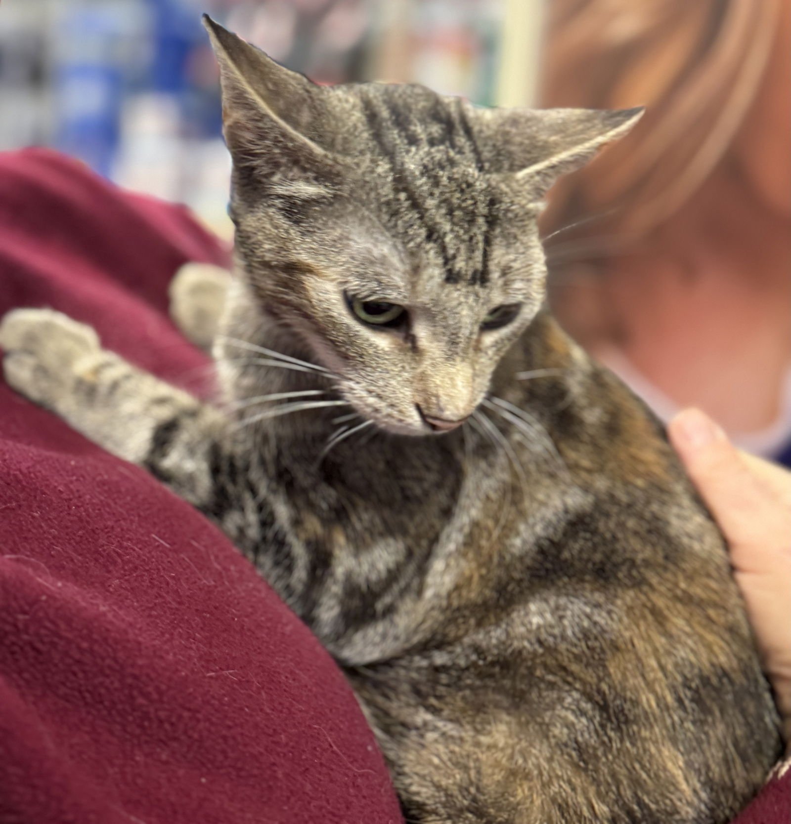 KATIE - Domestic Short Hair available for adoption