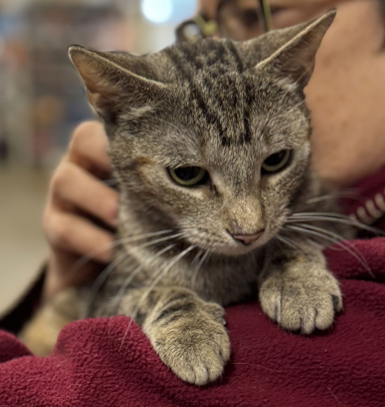 KATIE - Domestic Short Hair available for adoption