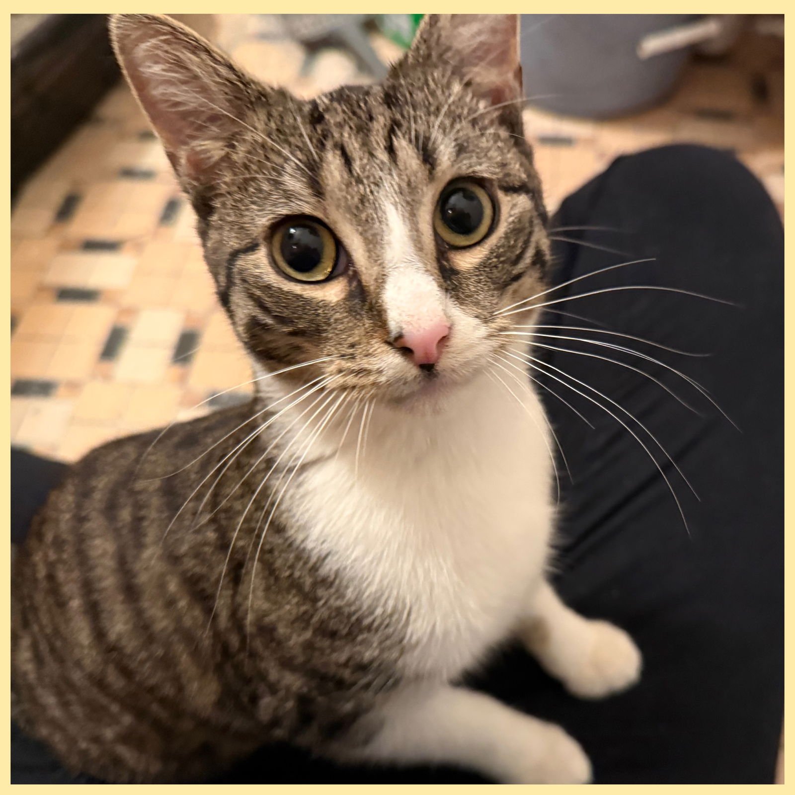 FREDERICK - Domestic Short Hair available for adoption