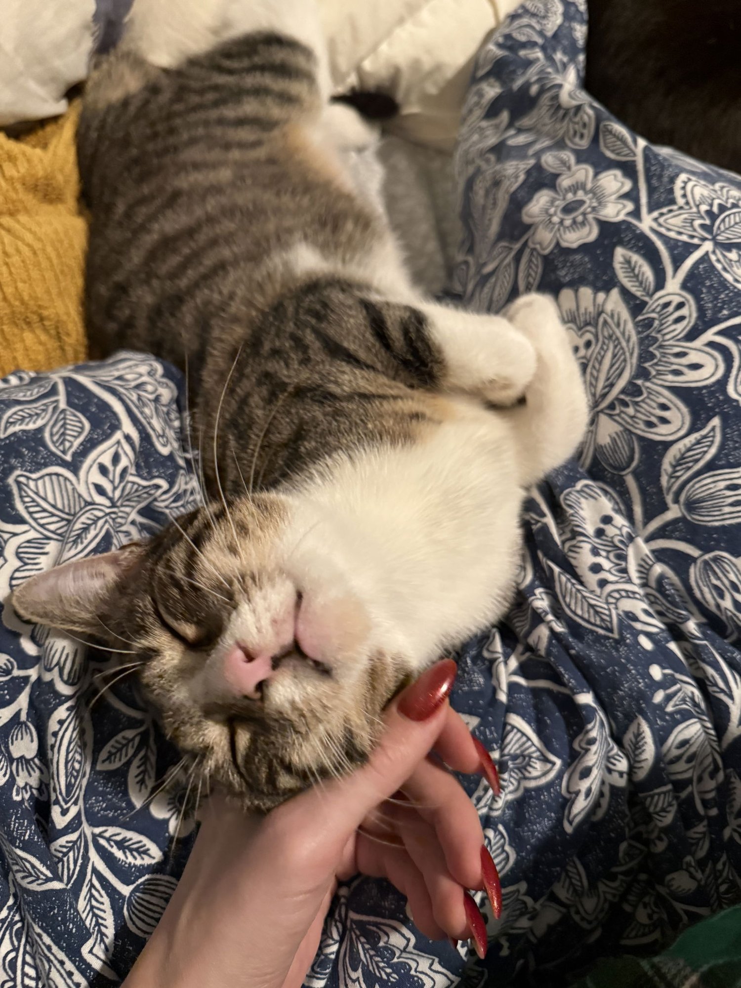 FREDERICK - Domestic Short Hair available for adoption