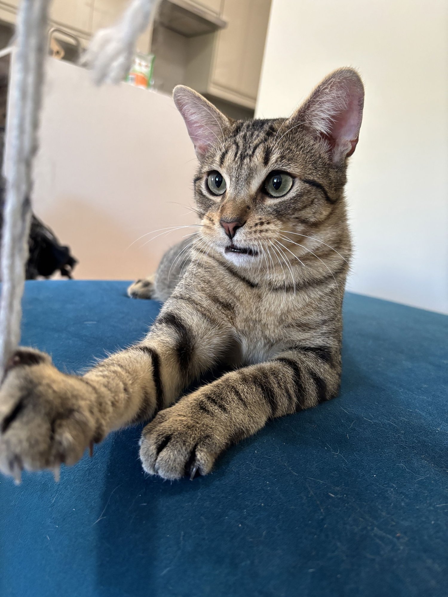 TAMAGOTCHI - Domestic Short Hair available for adoption