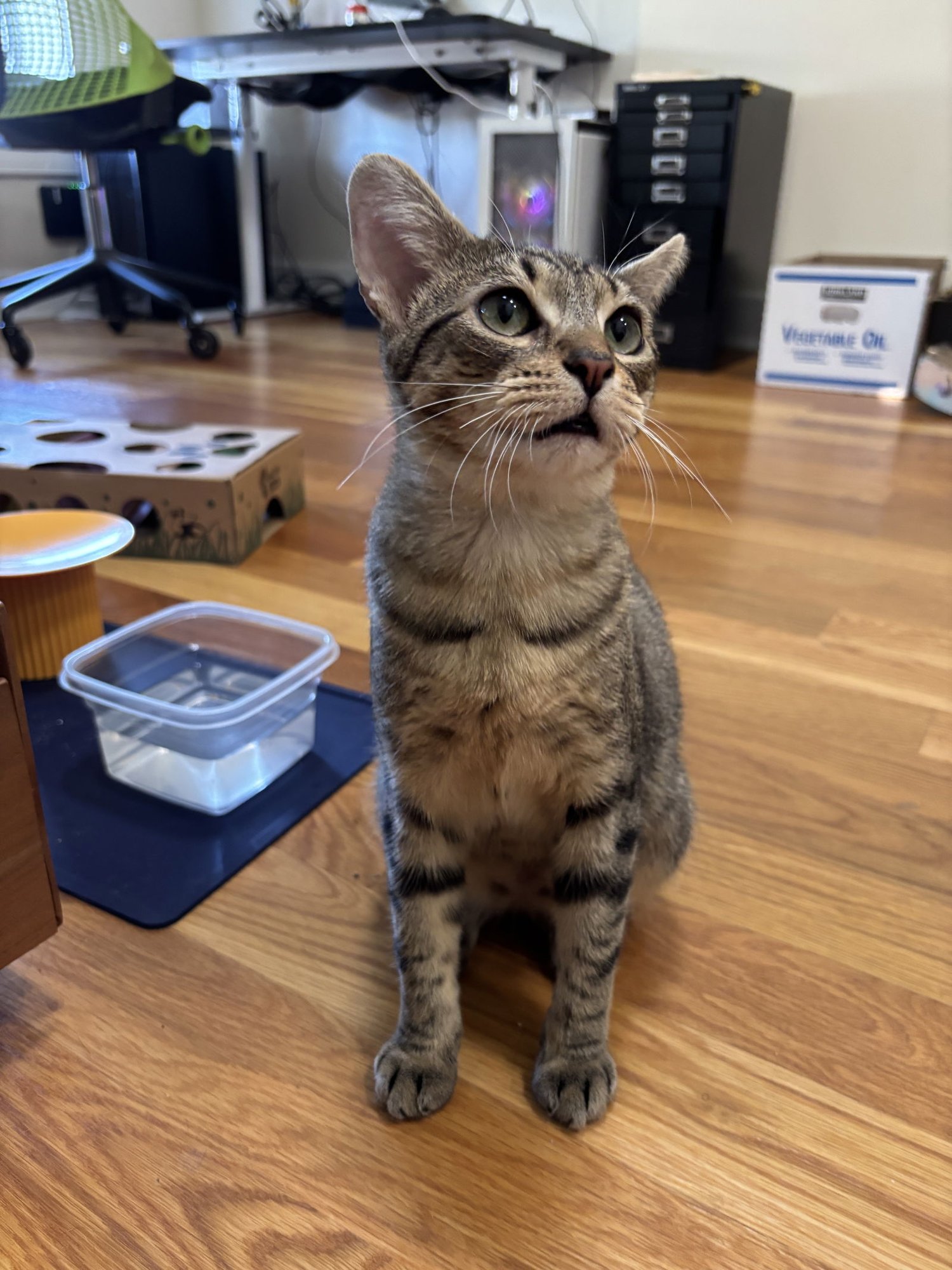 TAMAGOTCHI - Domestic Short Hair available for adoption