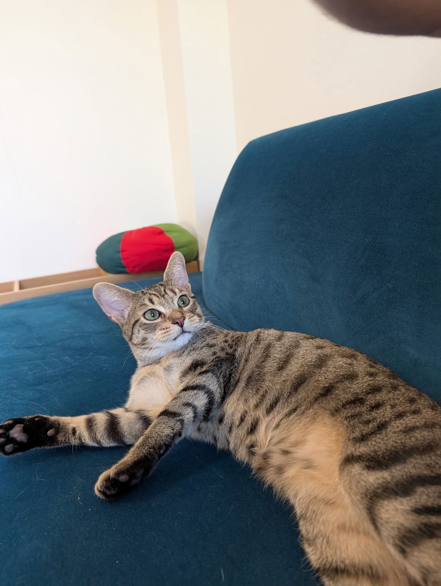 Tamagotchi - Photo 3