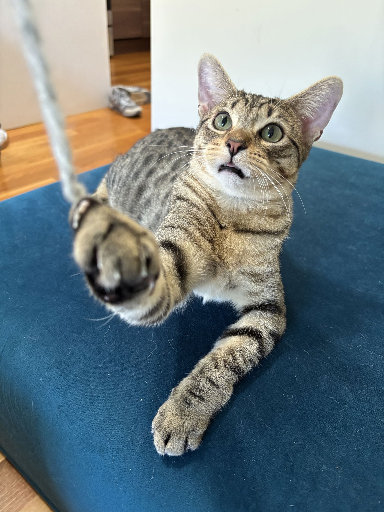 Tamagotchi - Photo 4