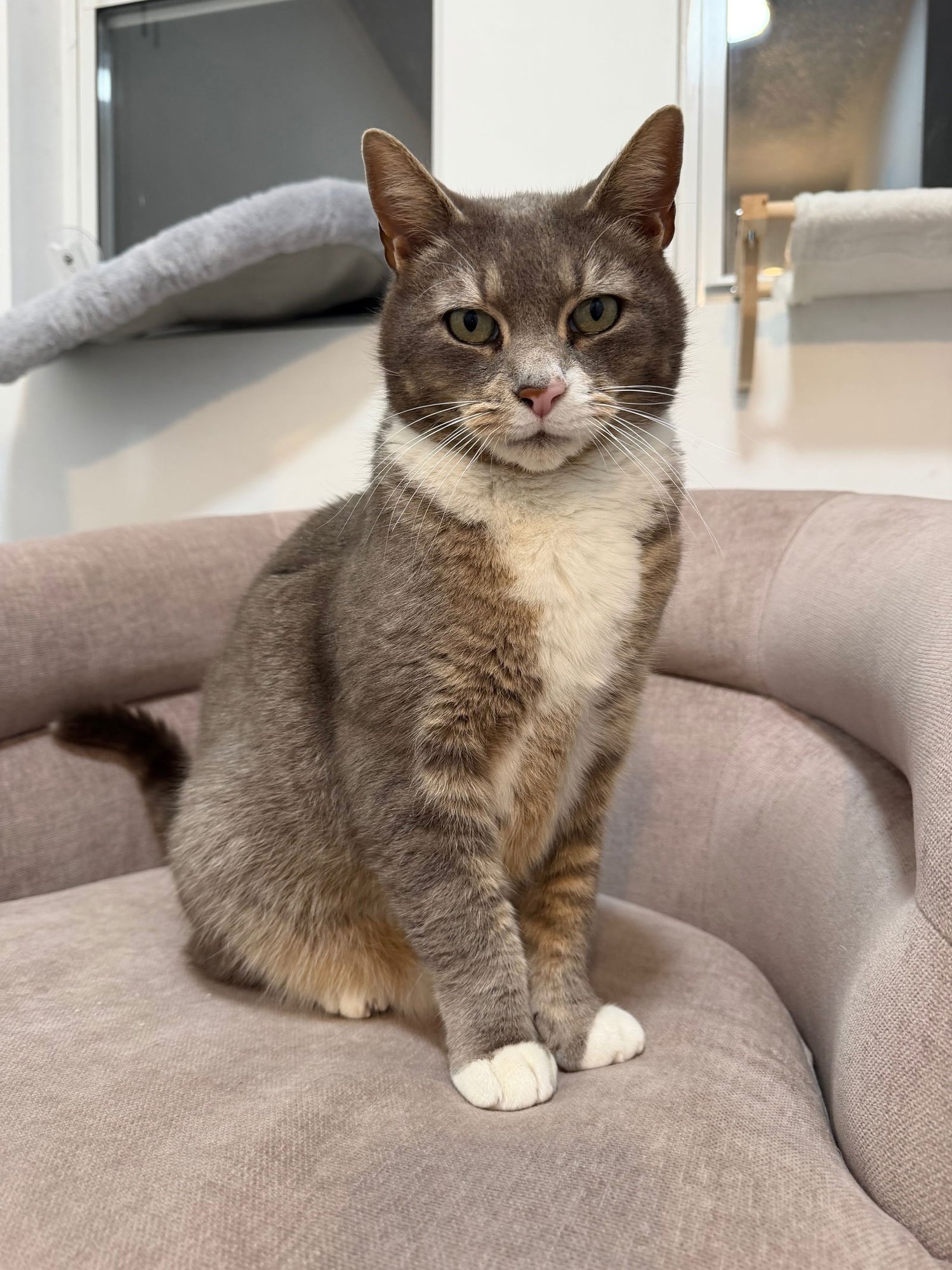 THEODORE - Domestic Short Hair available for adoption