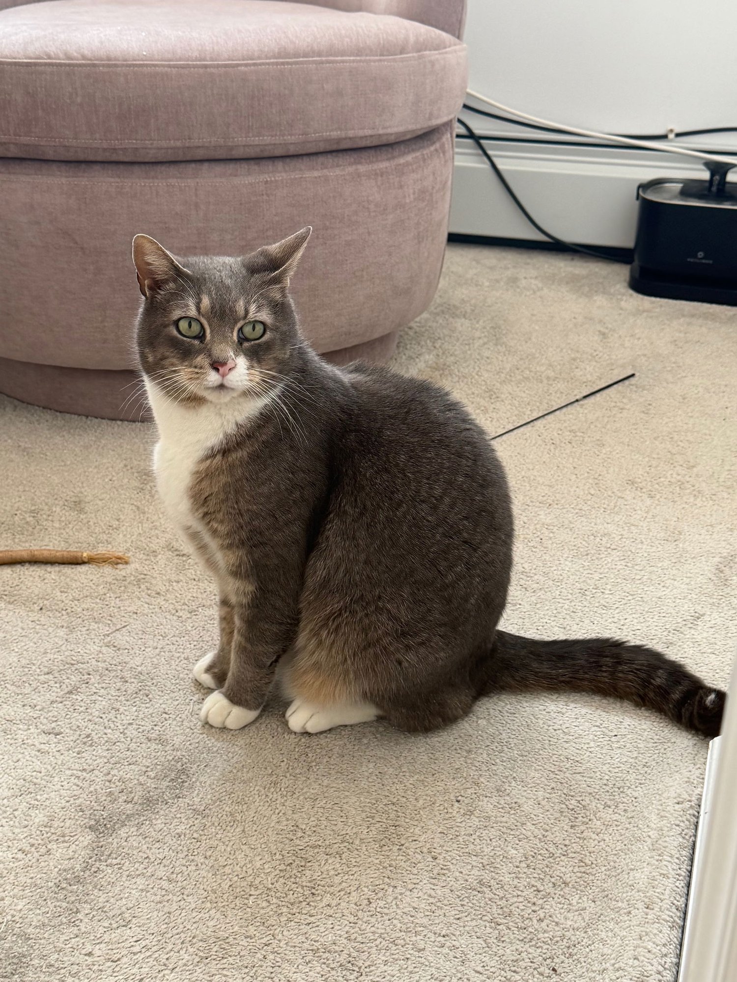 THEODORE - Domestic Short Hair available for adoption