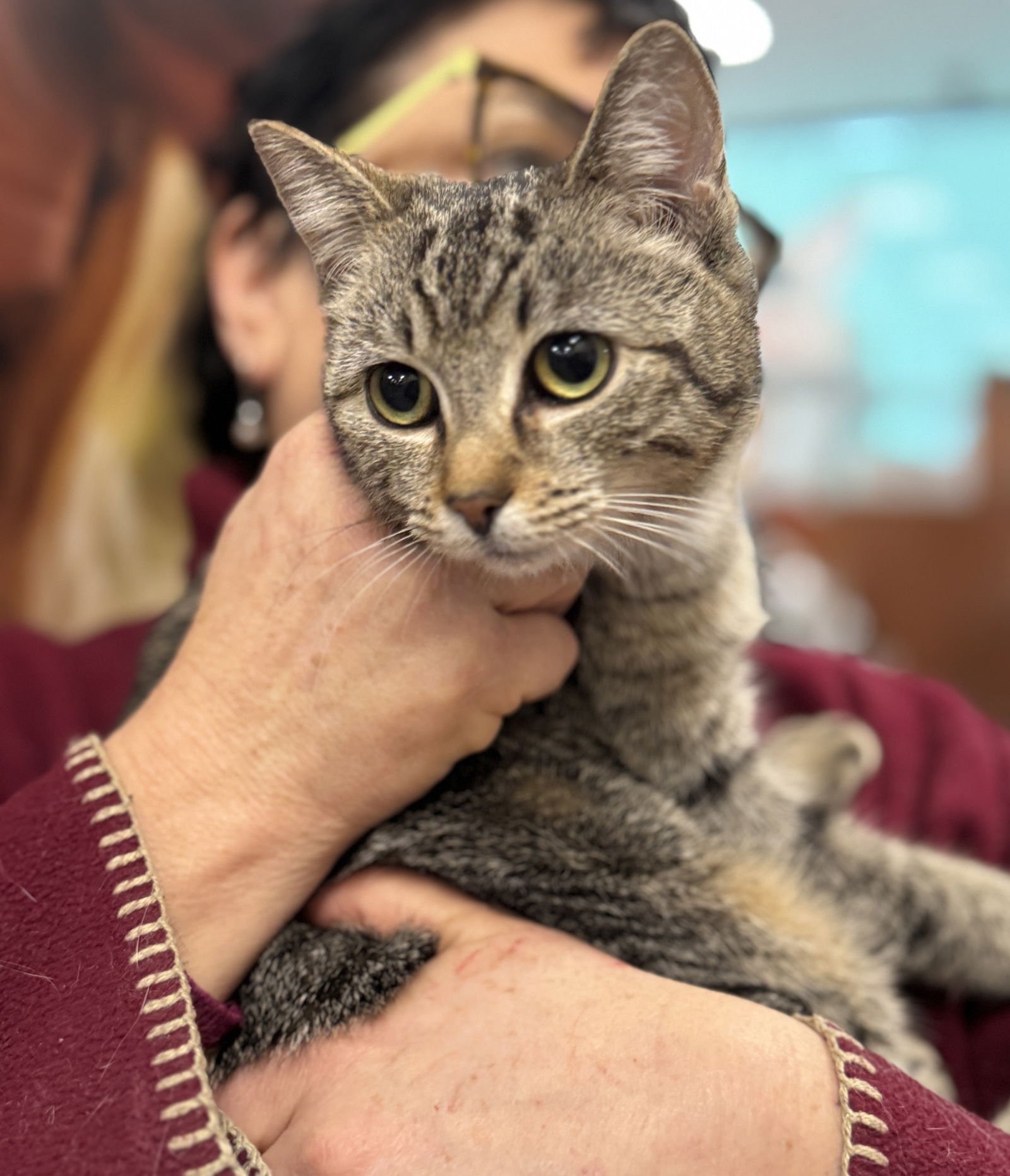 ARIA - Domestic Short Hair available for adoption