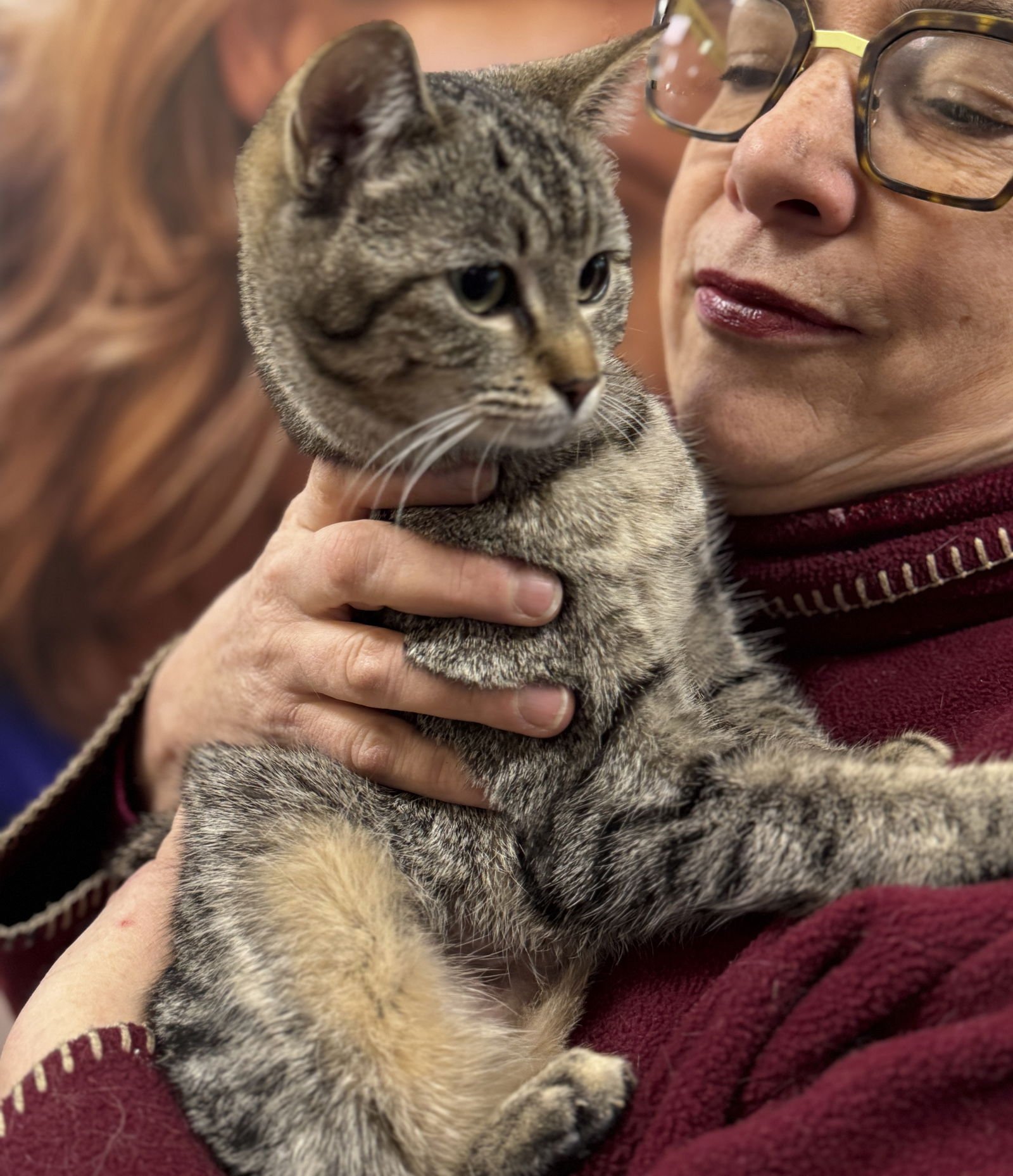 ARIA - Domestic Short Hair available for adoption