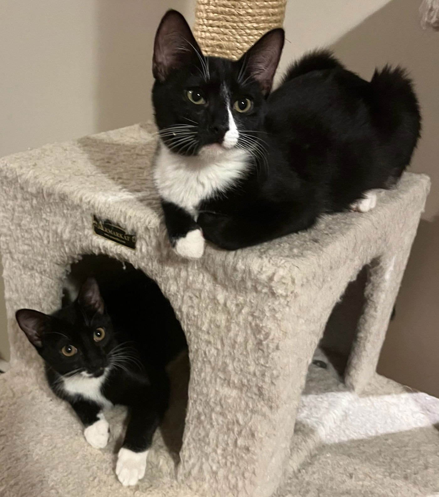NINA & BANDIDO - Domestic Short Hair available for adoption