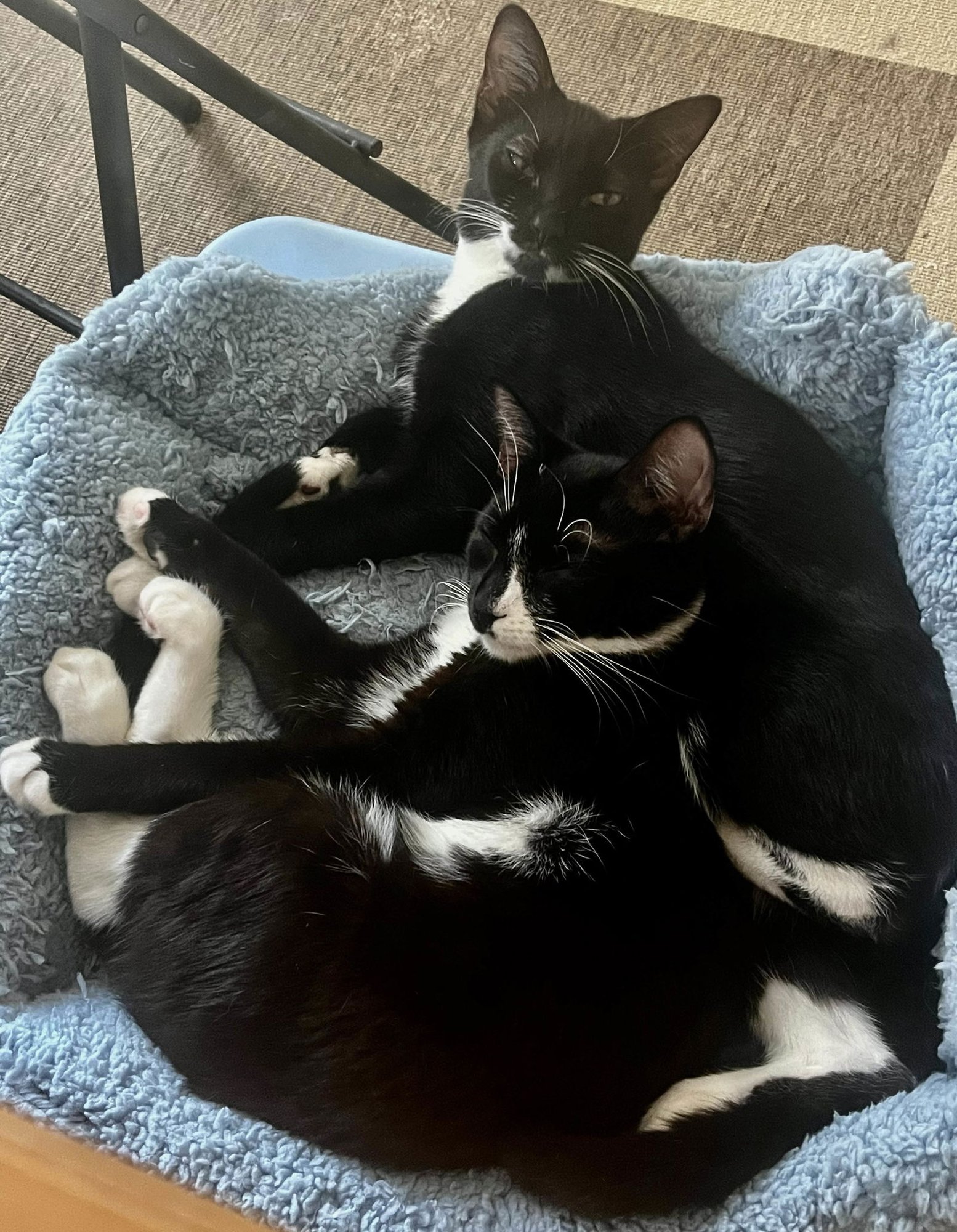 NINA & BANDIDO - Domestic Short Hair available for adoption