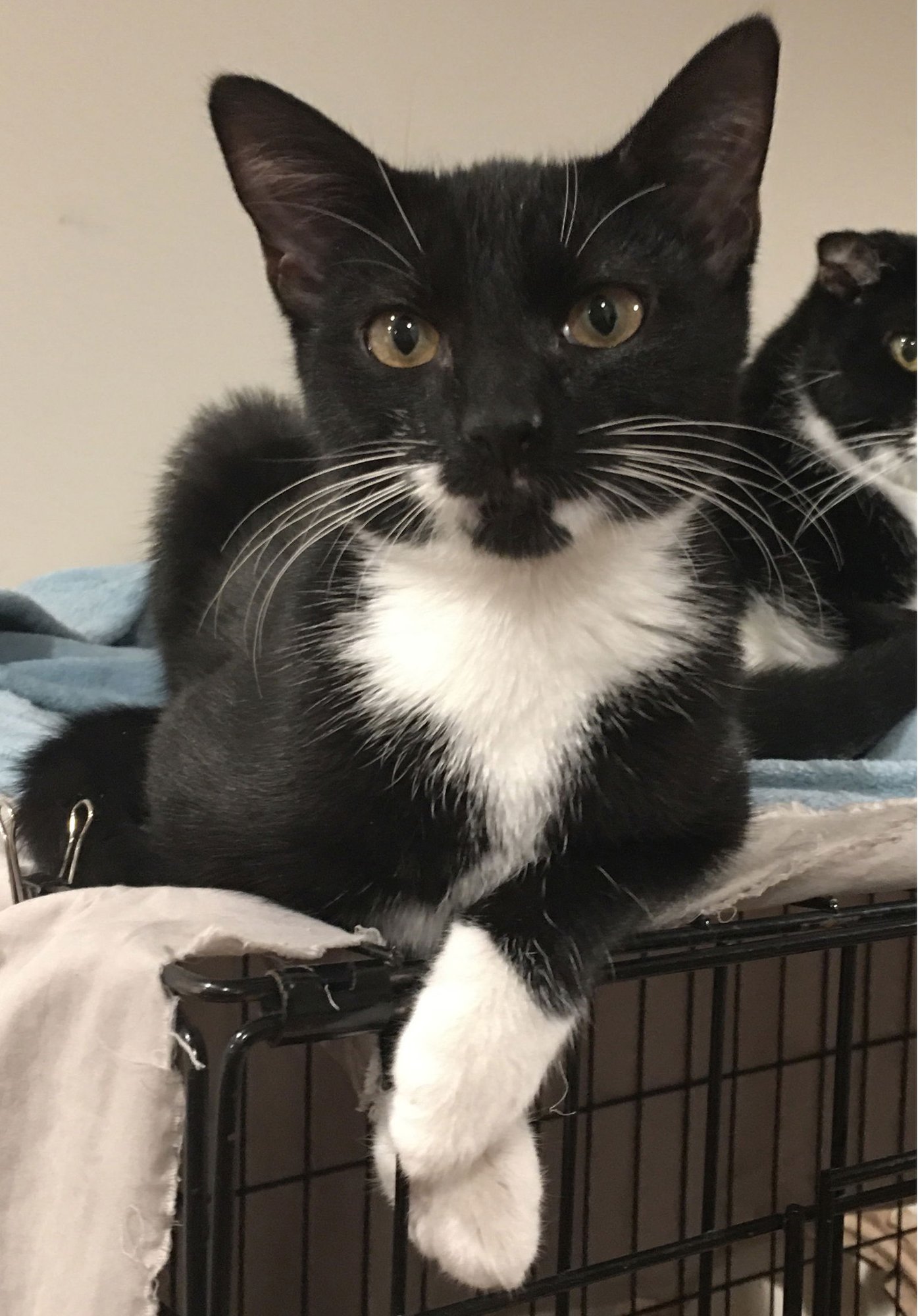 Nina & Bandido - Photo 3