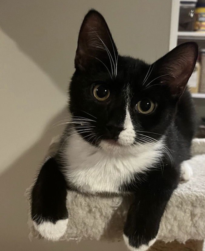 Nina & Bandido - Photo 4