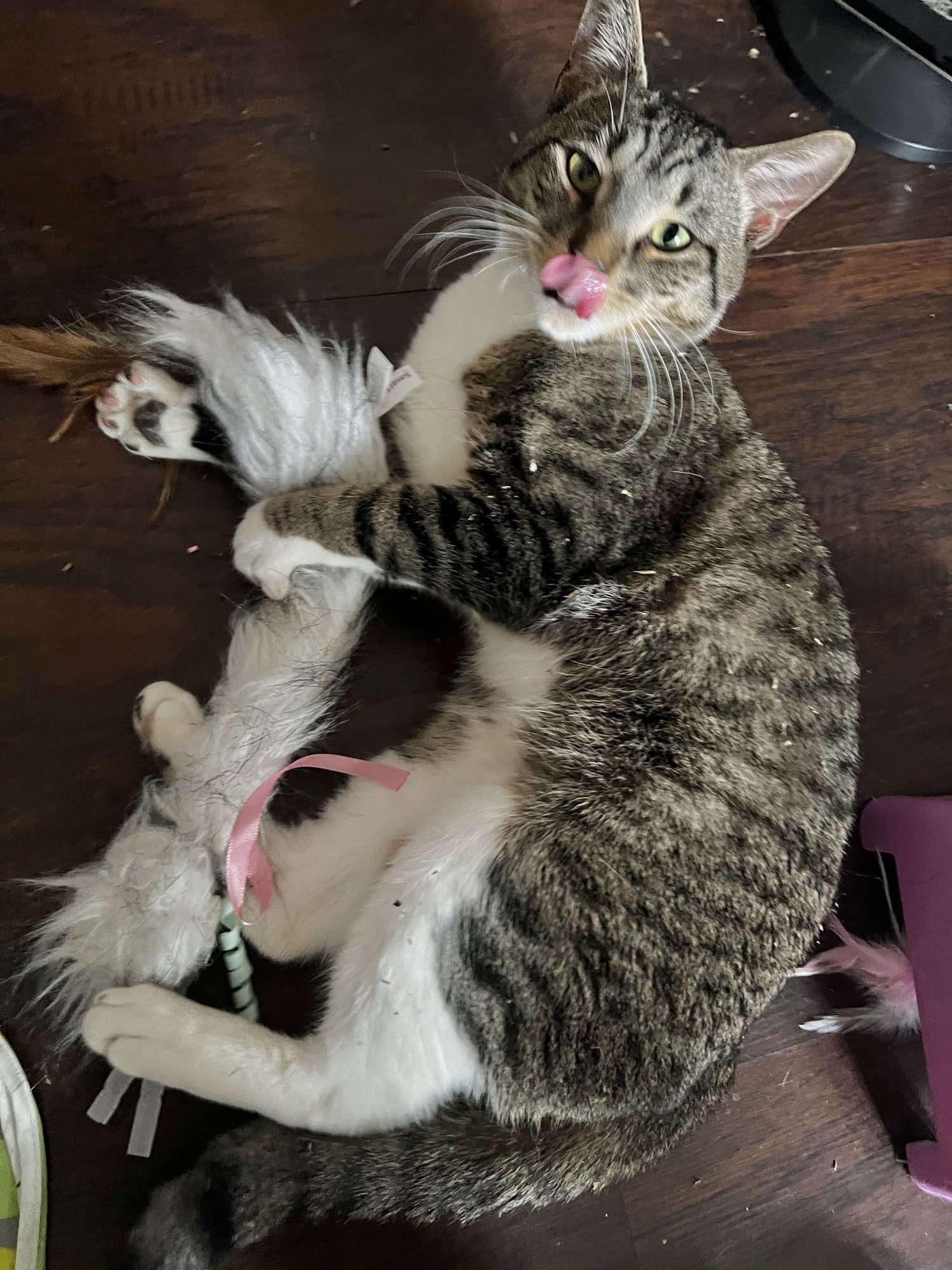 TAB - Domestic Short Hair available for adoption