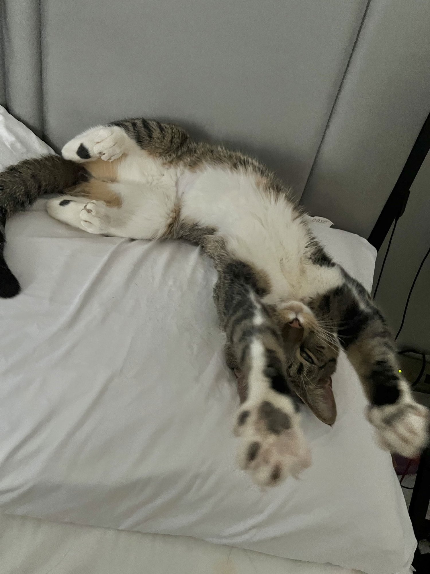 TAB - Domestic Short Hair available for adoption