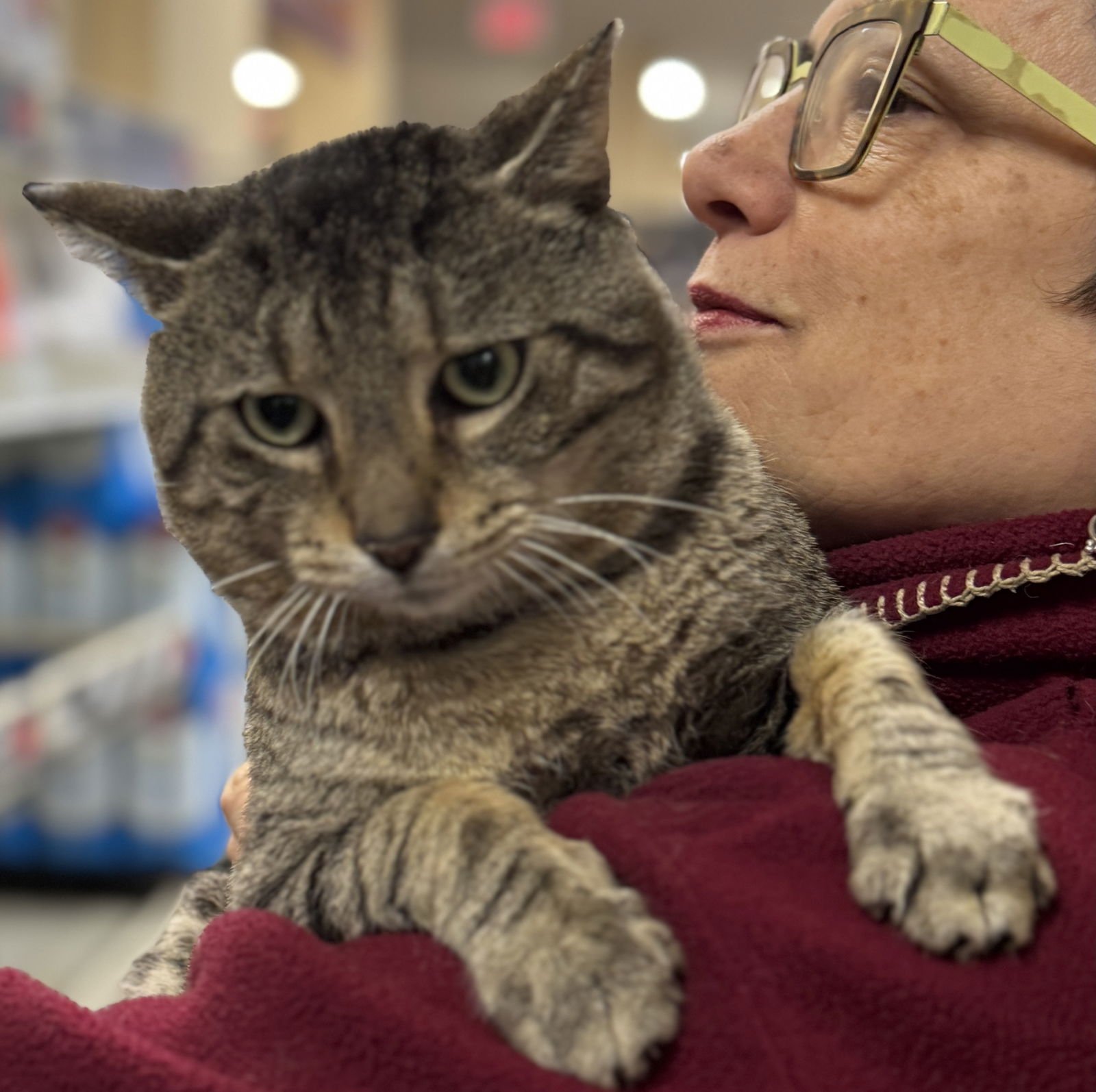 BRUNO - Domestic Short Hair available for adoption