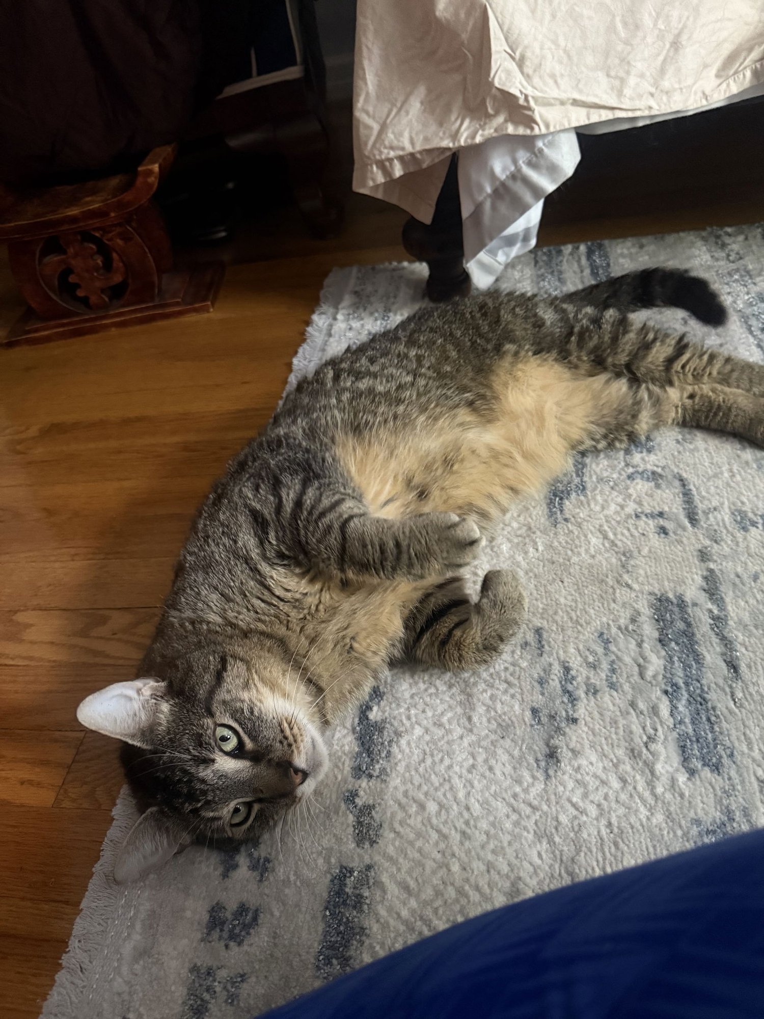 BERNIE SMOKES - Domestic Short Hair available for adoption