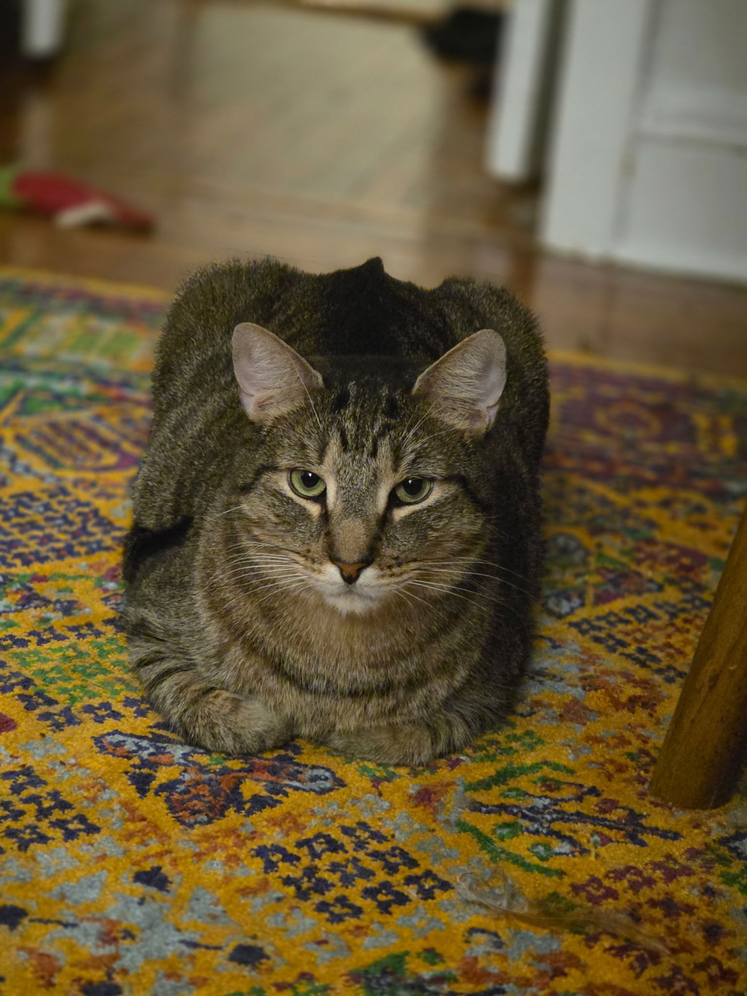 BERNIE SMOKES - Domestic Short Hair available for adoption