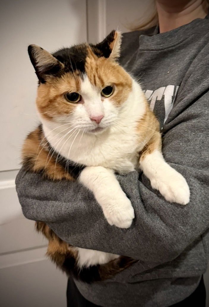 KELLI - Domestic Short Hair available for adoption