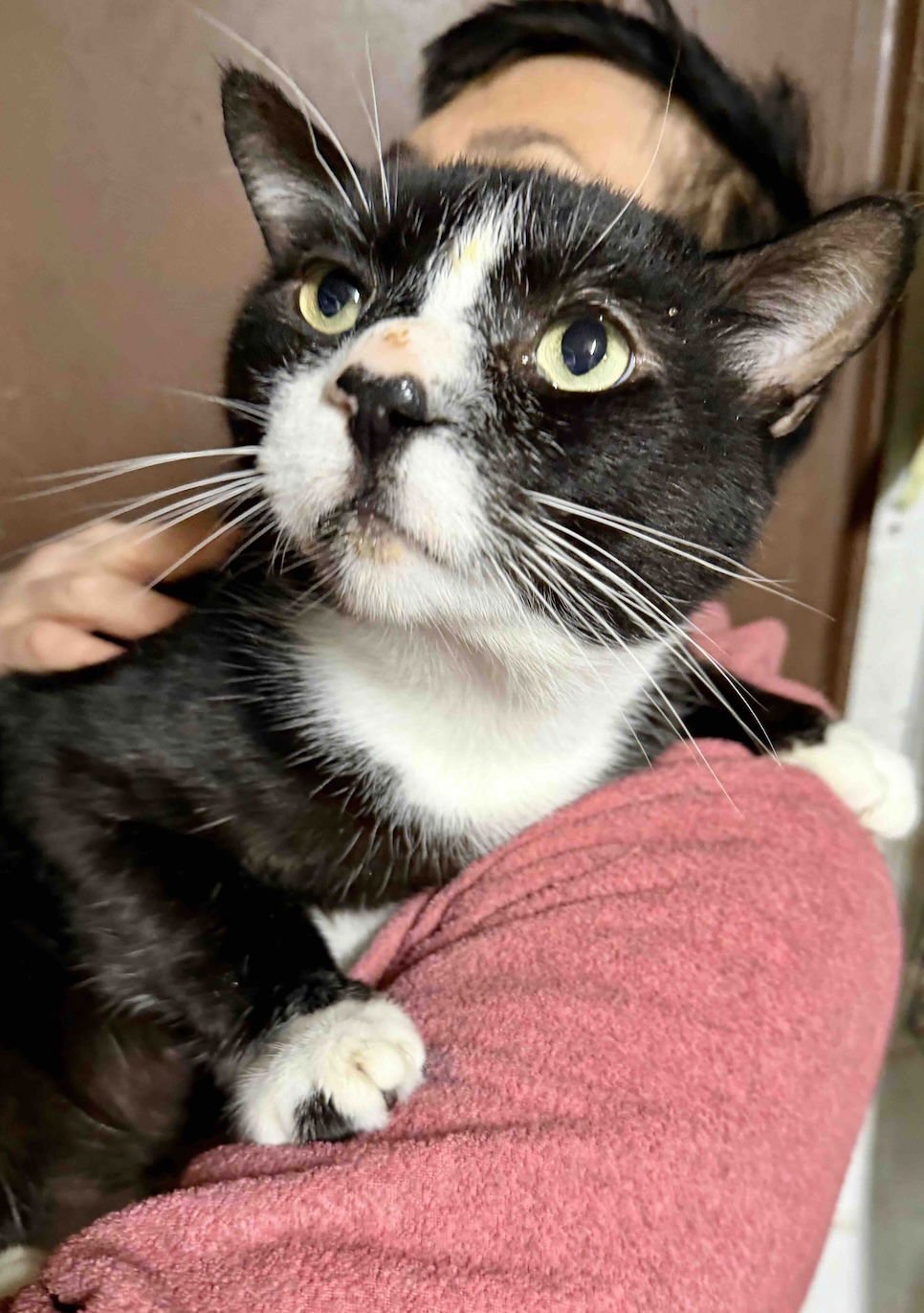 CHESTER - Domestic Short Hair available for adoption