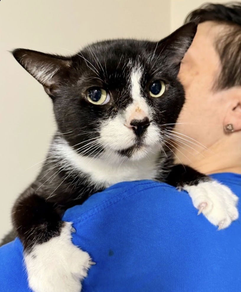 CHESTER - Domestic Short Hair available for adoption