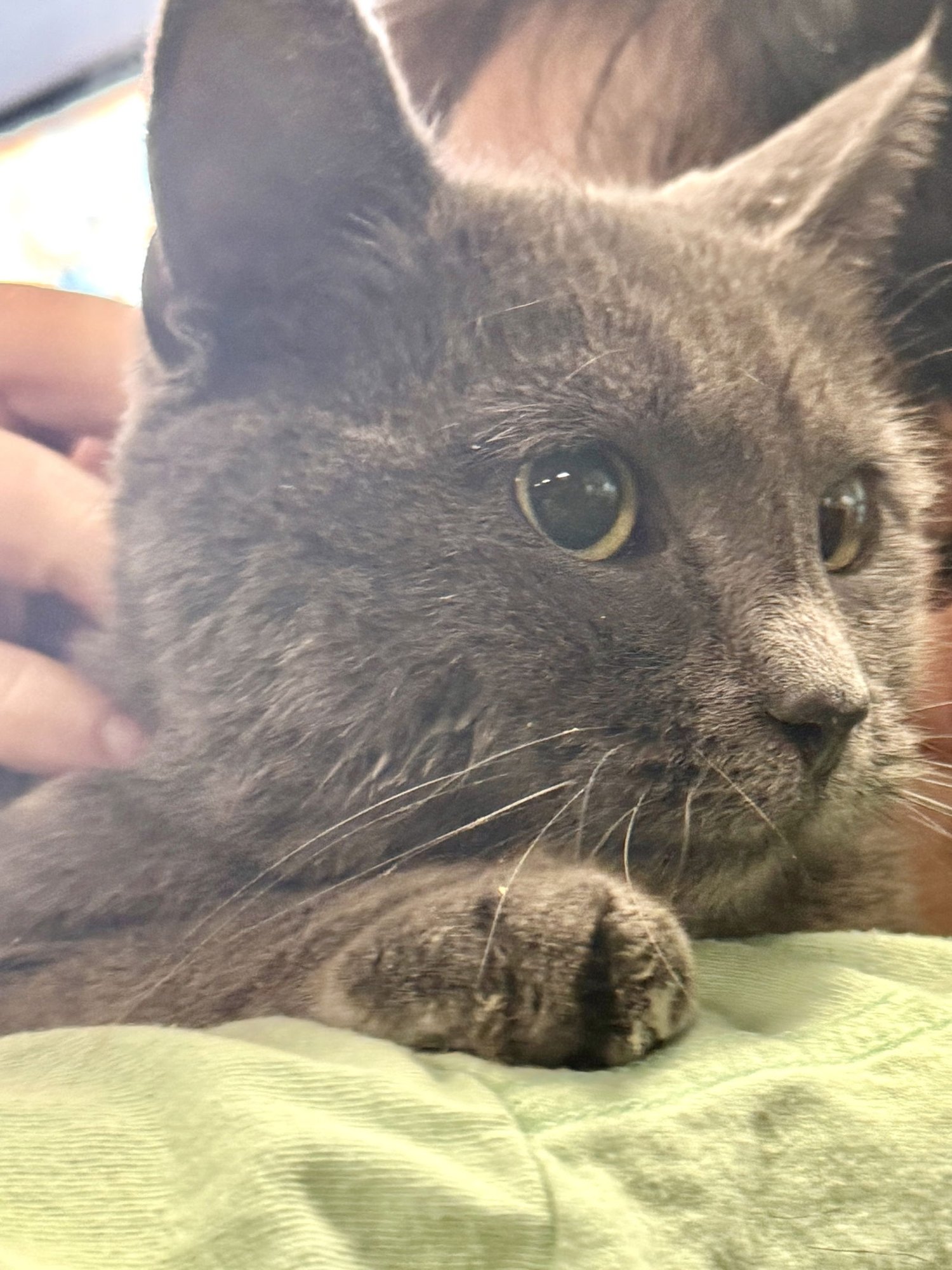 TIPPY PLIMSOLL - Russian Blue available for adoption