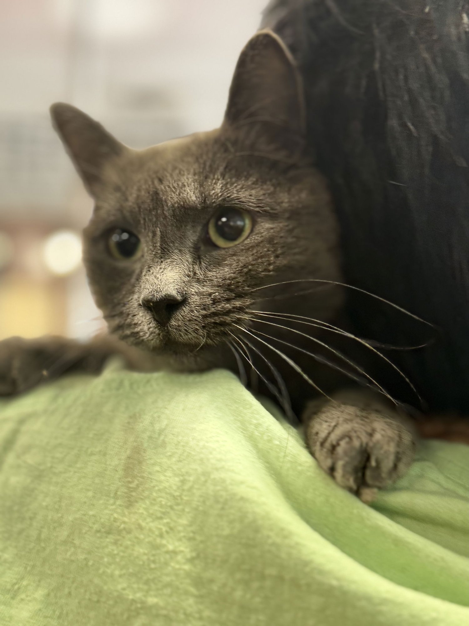 TIPPY PLIMSOLL - Russian Blue available for adoption