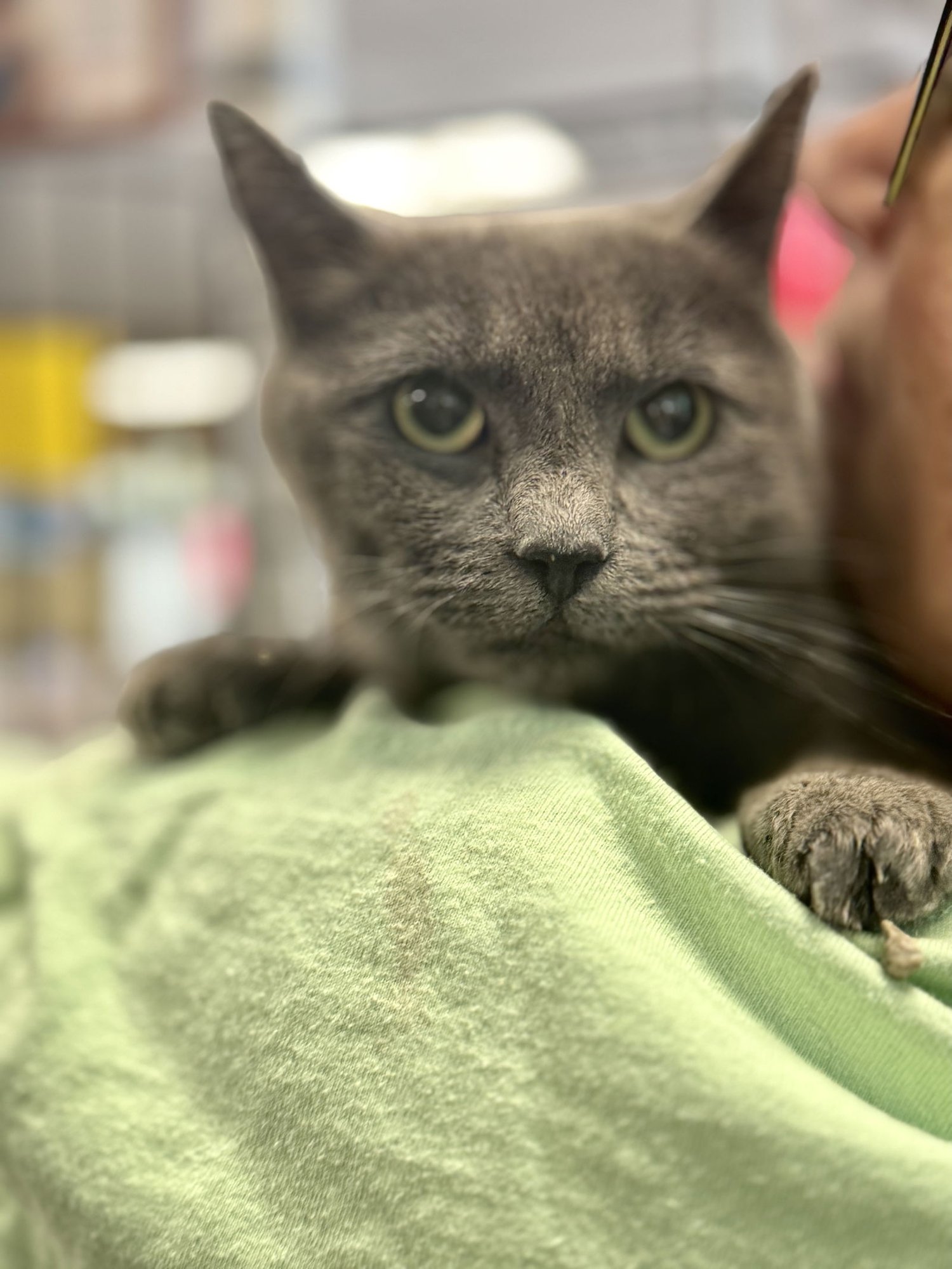 Tippy Plimsoll - Photo 3