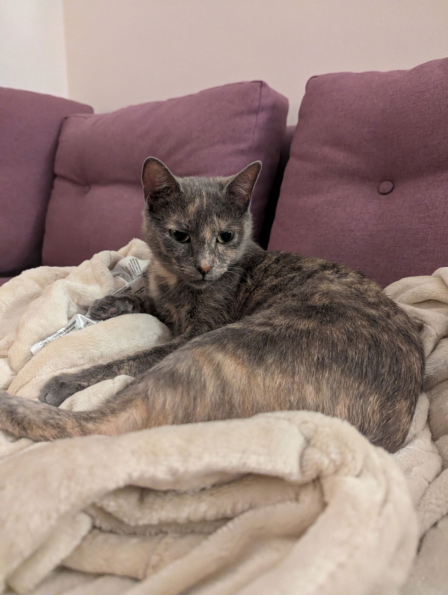 CAMELLIA - Domestic Short Hair available for adoption