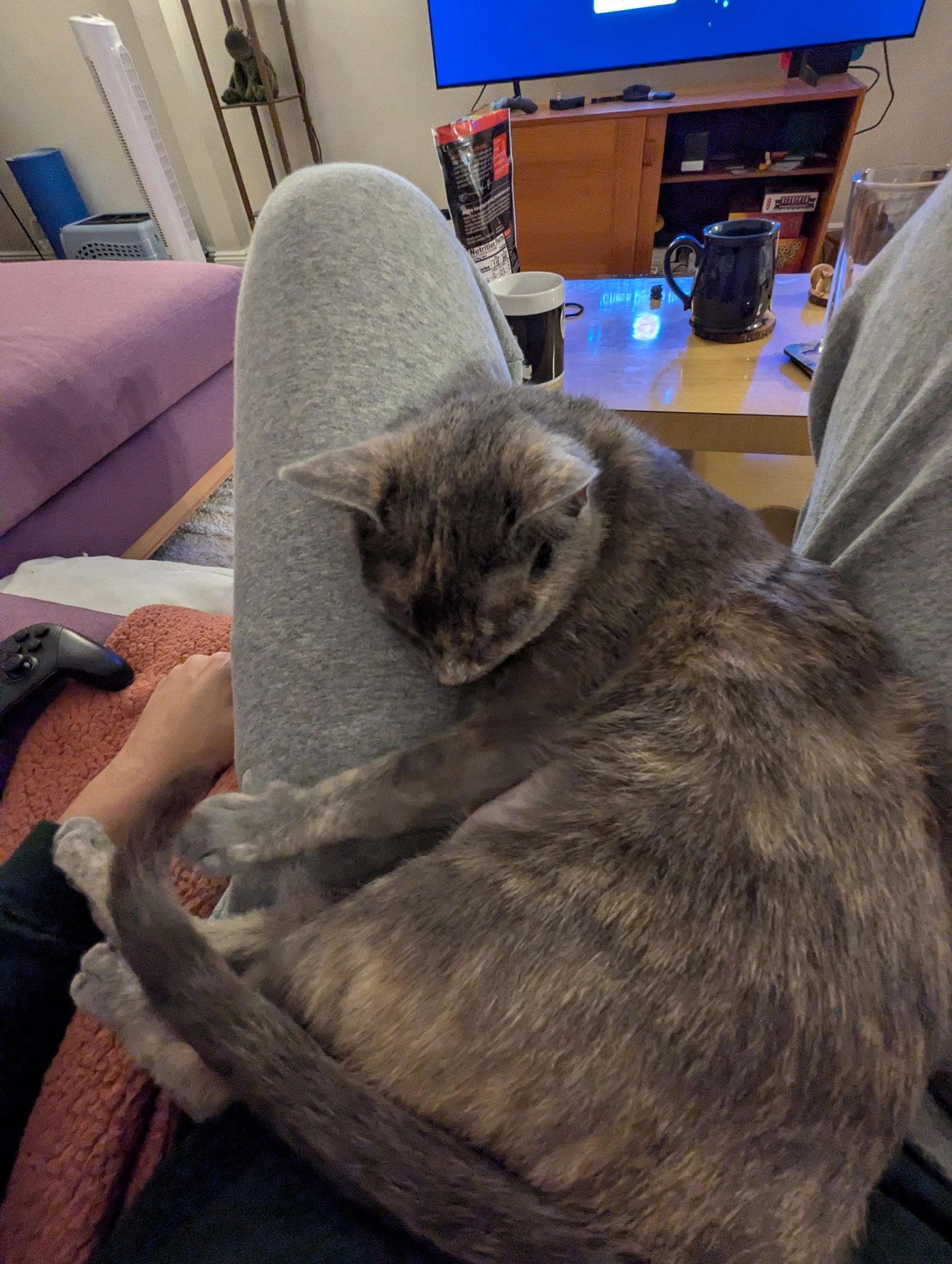 CAMELLIA - Domestic Short Hair available for adoption