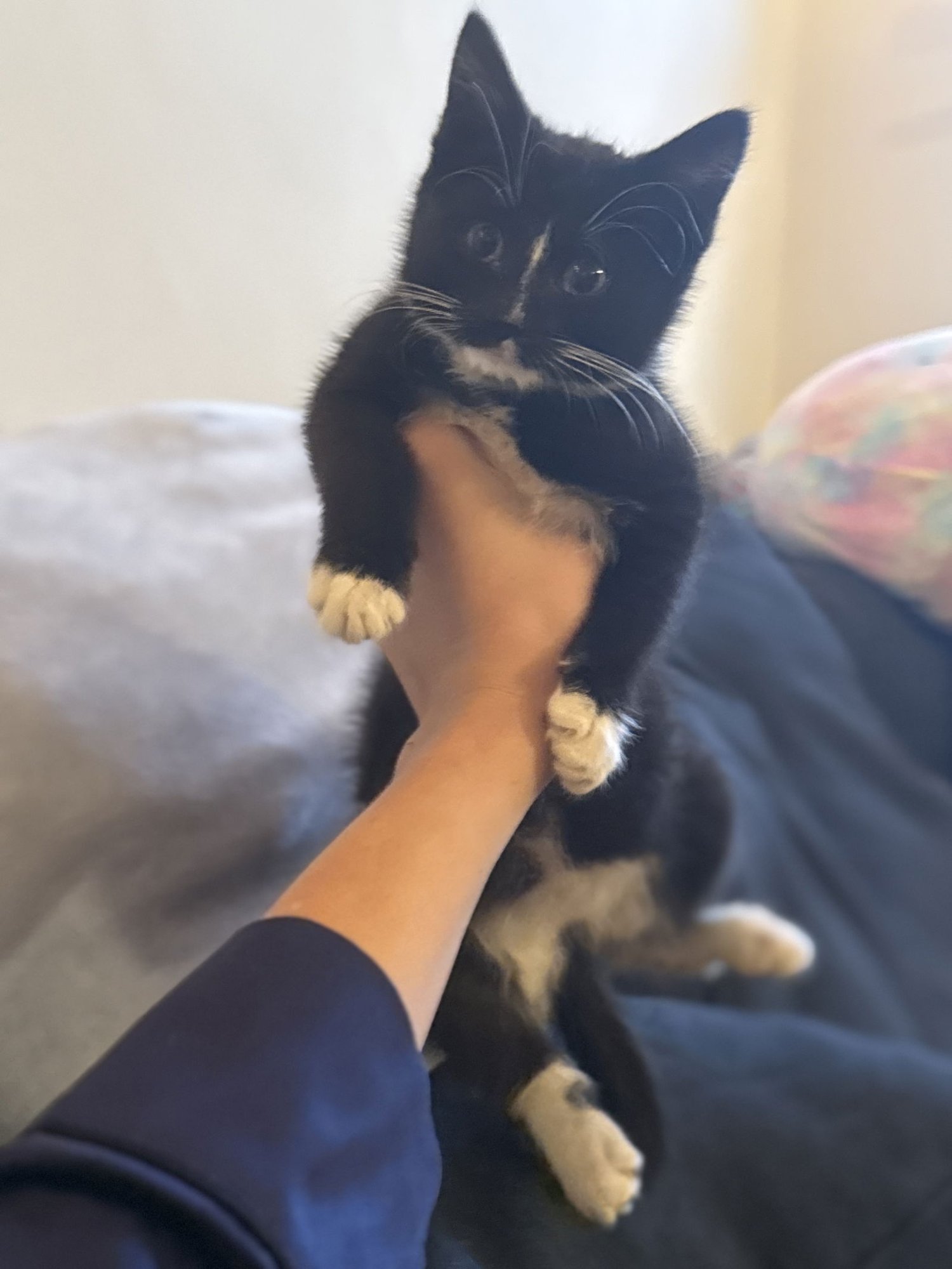 BECCA - Domestic Medium Hair available for adoption