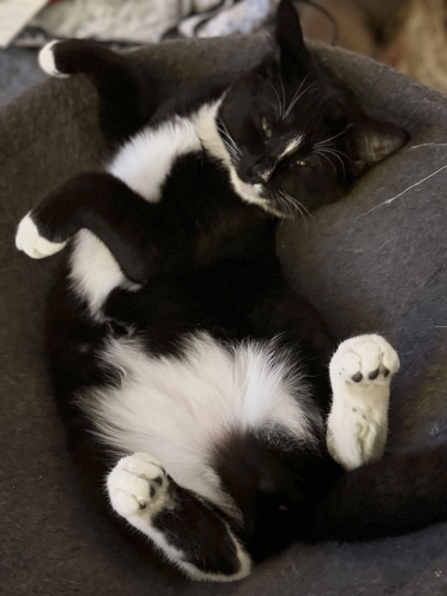 BECCA - Domestic Medium Hair available for adoption