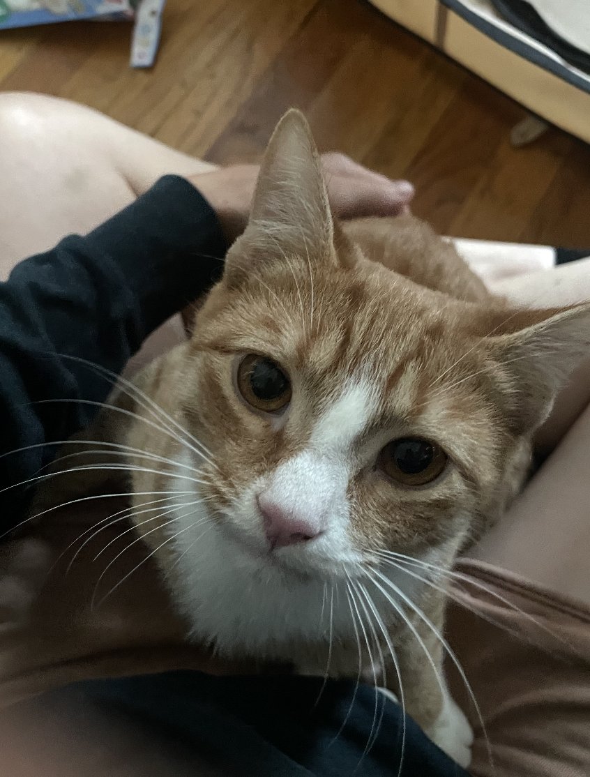 WASH - Domestic Short Hair available for adoption