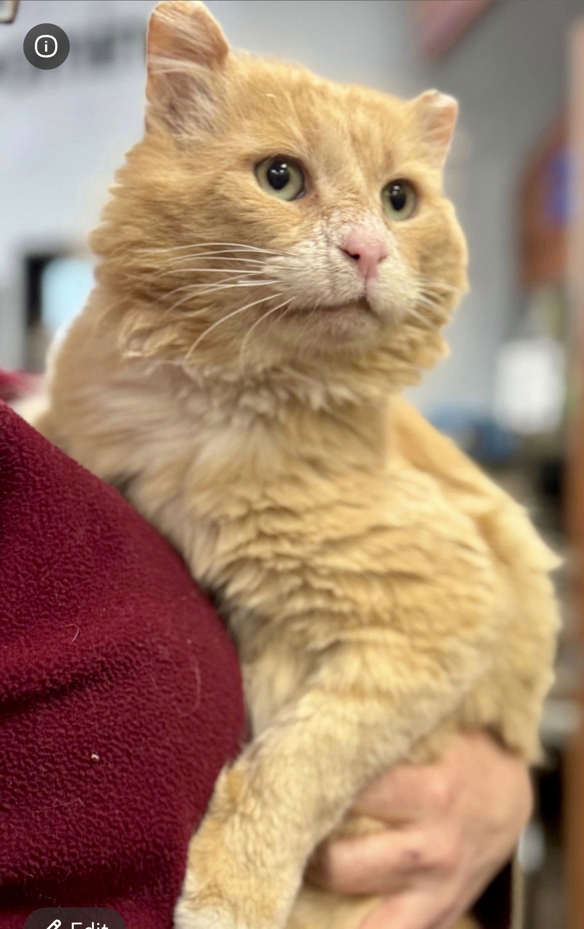 COLONEL MUSTARD - Domestic Medium Hair available for adoption