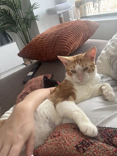 ANGUS - Domestic Short Hair available for adoption