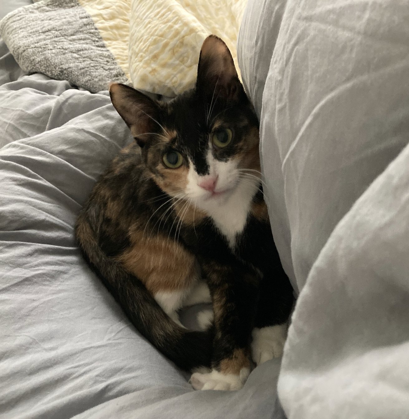 FOLD - Domestic Short Hair available for adoption