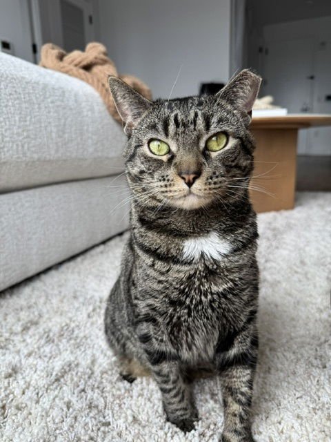 HERSHEY - Domestic Short Hair available for adoption