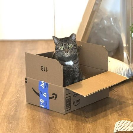 HERSHEY - Domestic Short Hair available for adoption