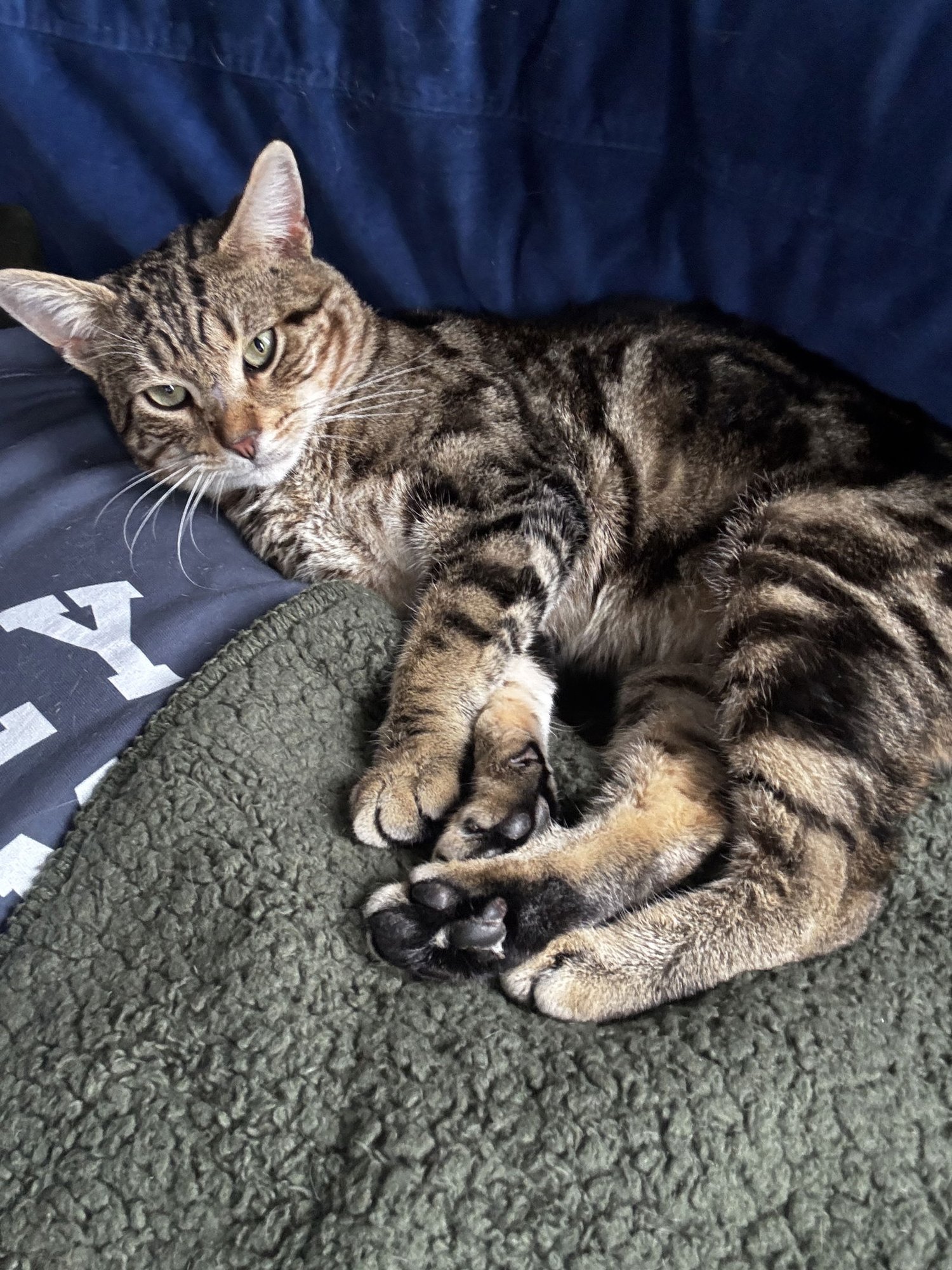 NERF - Domestic Short Hair available for adoption