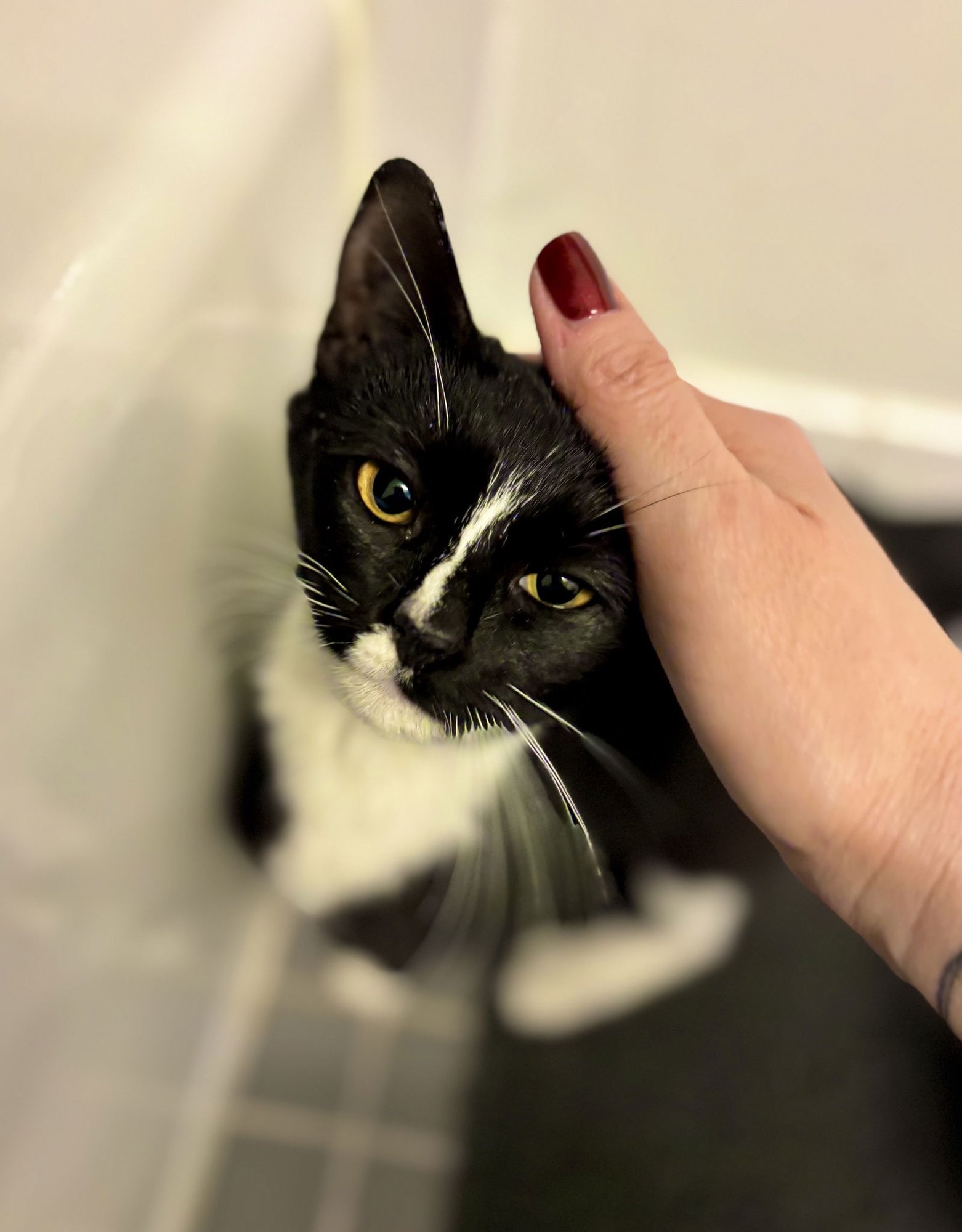 MISS TIBBLES - Domestic Short Hair available for adoption