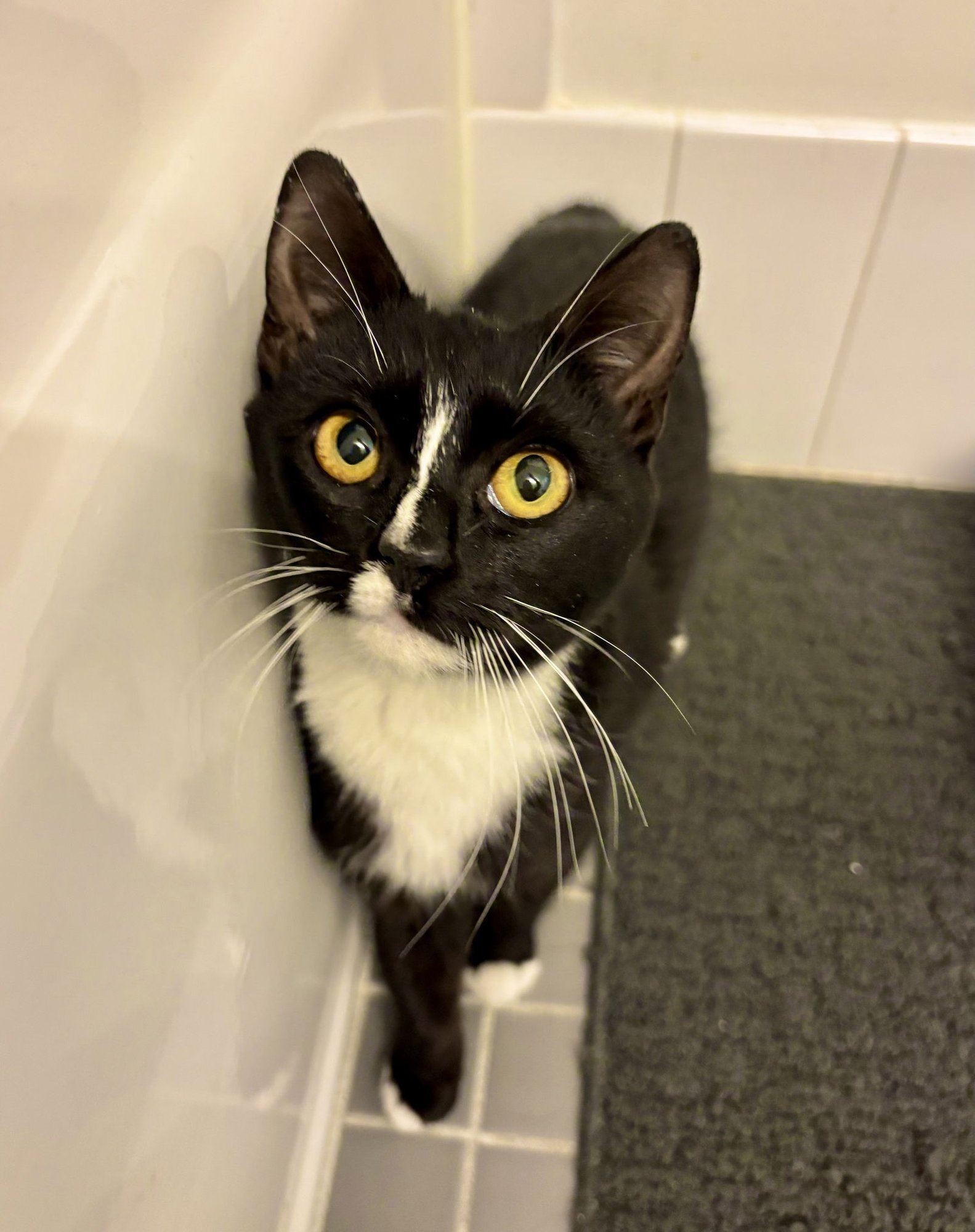 MISS TIBBLES - Domestic Short Hair available for adoption