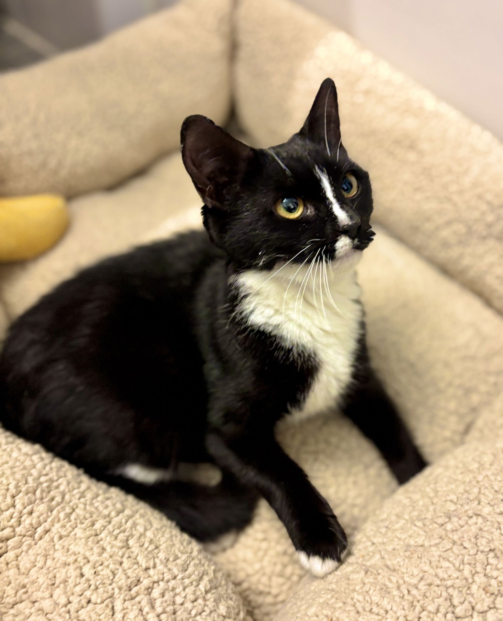 Miss Tibbles - Photo 3