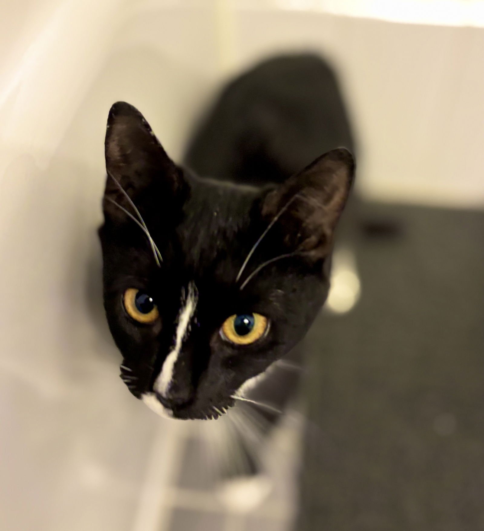 Miss Tibbles - Photo 4